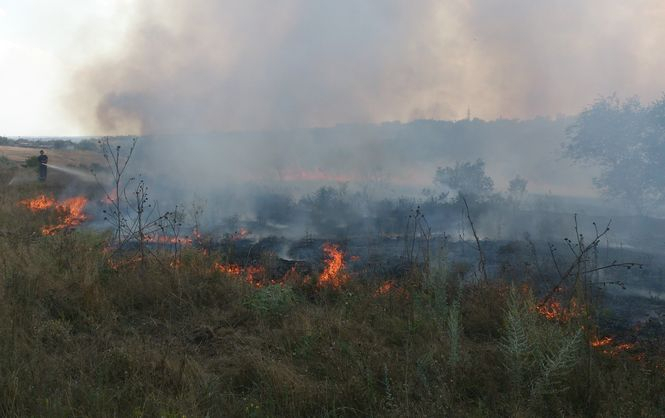 В Николаевской области вспыхнул масштабный лесной пожар