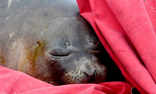 В лодке у украинской станции в Антарктиде задремал морской слон - ФОТО