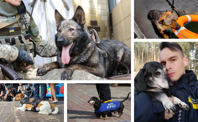 Дякуємо справжнім друзям. 5 найвідоміших собак України до їхнього всесвітнього свята 