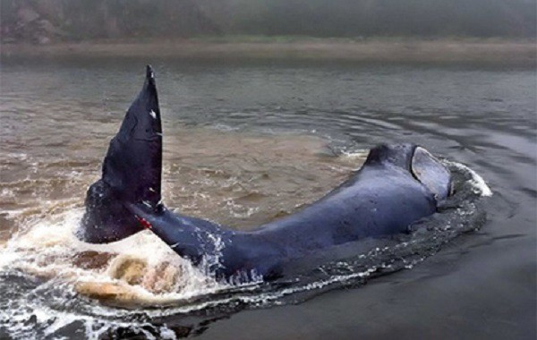 В России 13-метрового кита выбросило на мель