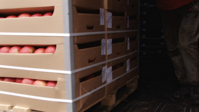 На полигоне в России уничтожили 60 тонн санкционным яблок из Польши