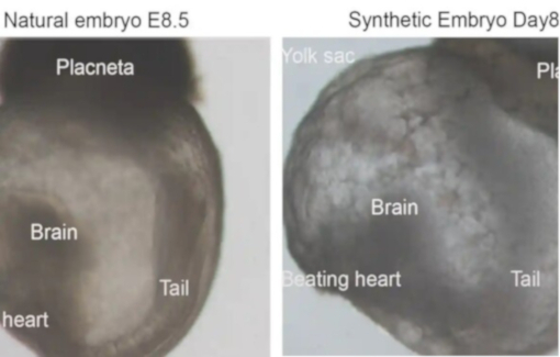 Ізраїльські вчені створили штучні ембріони мишей