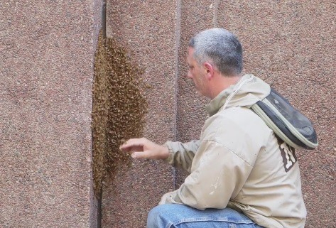 Величезний рій бджіл заблокував вхід в хмарочос у Нью-Йорку, - ВІДЕО