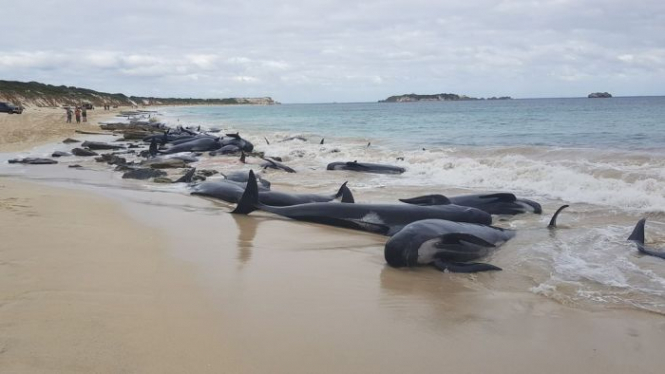 В Австралии более 130 дельфинов выбросились на берег