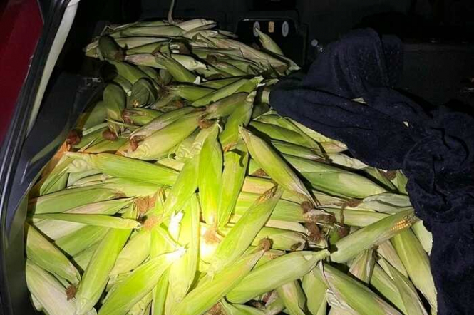 У Німеччині трьох українців викрили на крадіжці кукурудзи з поля