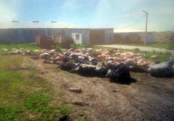 В Хмельницкой области в фермера за ночь умерли 88 коров
