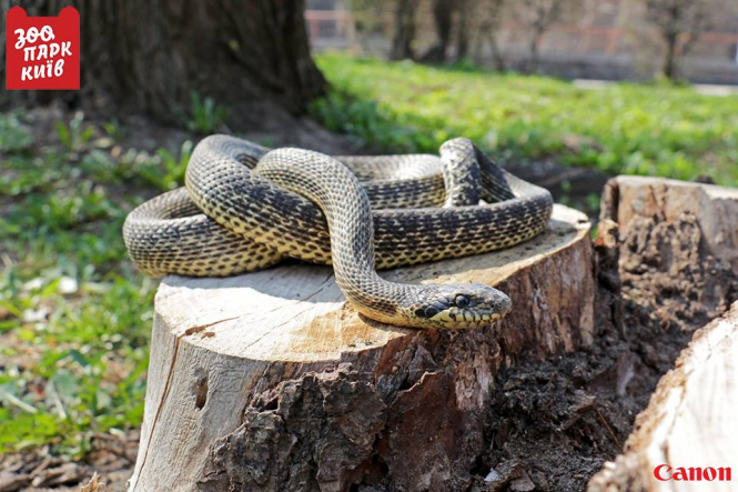 На дитячому майданчику в Києві знайшли велику рідкісну змію