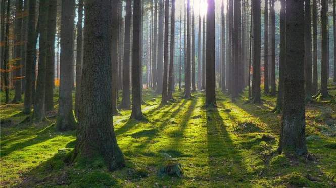 Посади дерево, спаси лес. Бразильский фотограф вырастил два млн деревьев за 20 лет
