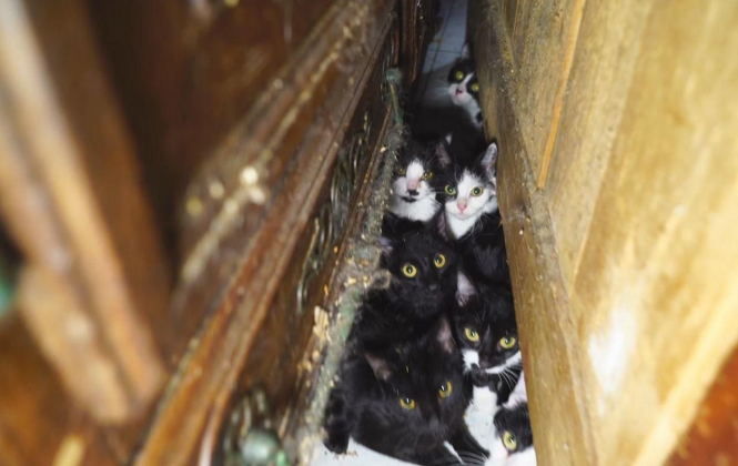 В квартире пенсионерки в Париже нашли 130 котов
