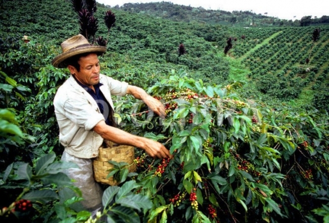 У Колумбії страйкують виробники кави