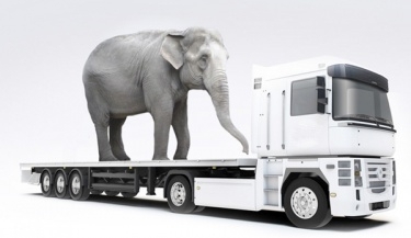 Вблизи белорусской границы с грузовика сбежал венгерский слон