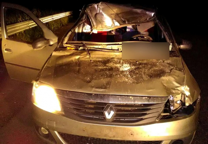 На Полтавщине авто столкнулось с лосем: один человек погиб