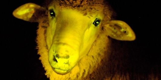Уругвайські вчені виростили овець, які світяться в темряві