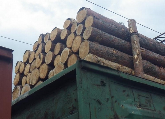 Поліція розкрила схему незаконного експорту лісу в Одеській області
