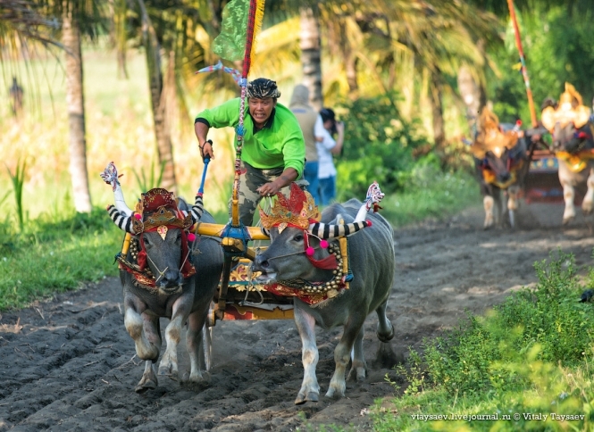Верхи на буйволах. Перегони по-балійськи (фото)