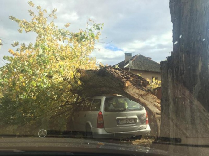 В Ужгороде сильный ветер повалил деревья: повреждены автомобили и выбиты окна