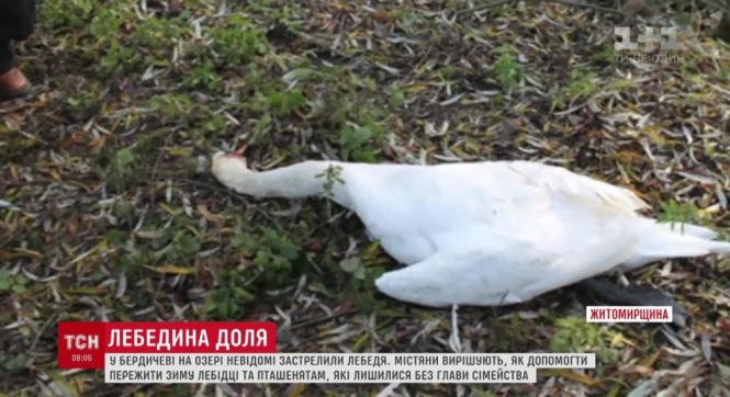 В Бердичеве вандалы застрелили лебедя