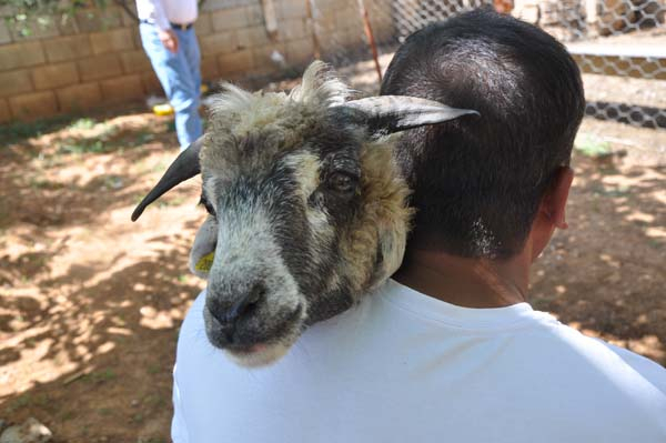 Турецкий фермер обнаружил в ухе овцы челюсть - ВИДЕО