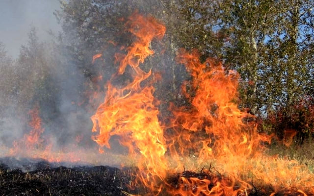 На Херсонщині горять 20 гектарів лісу