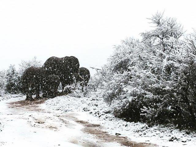 В природном заповеднике Африки выпал снег, - ВИДЕО