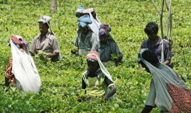 В Індії збирачі чаю спалили свого боса та його дружину