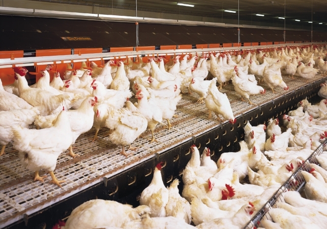 Украине запретили экспортировать птицу в страны ЕС из-за эпидемии птичьего гриппа