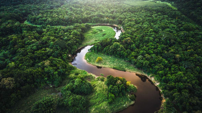 Ліси Амазонії за останнє десятиліття виділили майже на 20% більше вуглекислого газу, ніж поглинули 