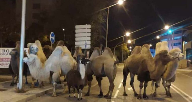 Восьмеро верблюдів (і лама) прогулялися нічним Мадридом