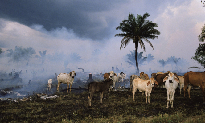 Человек уничтожил 60% диких животных на планете, - WWF