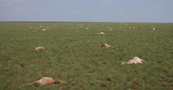 Ученые не могут объяснить массовую смерть антилоп в Казахстане