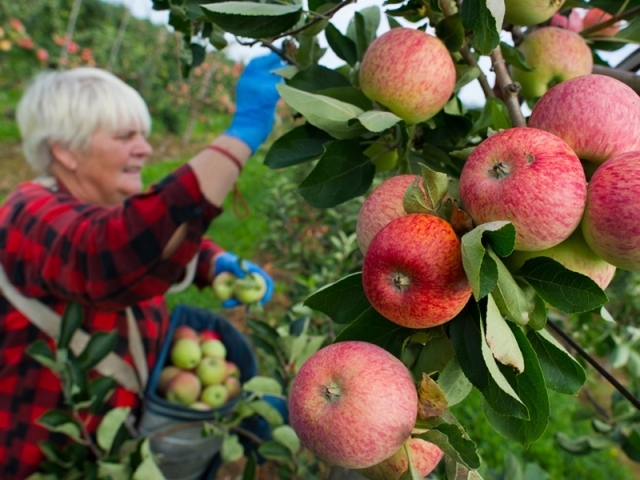 Польша стала мировым лидером экспорта яблок