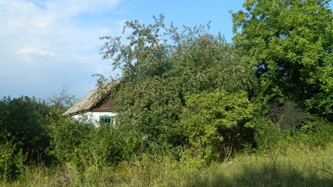 Яблучний рай закинутих селищ Донбасу (фото)