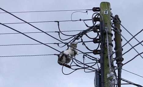 Через кішку в трансформаторі, без світла залишились 27 тис жителів Сімферополя