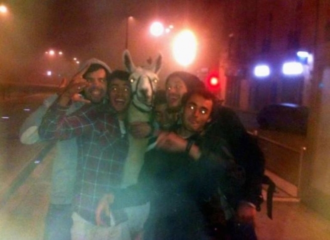 Група п'яних французів вкрала циркову ламу і фотографувалася з нею у трамваї (фото, відео)