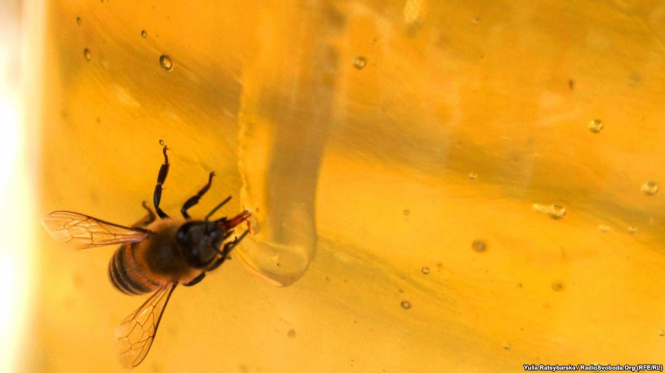 Професор зоології випустив рок-альбом, щоб врятувати бджіл від вимирання