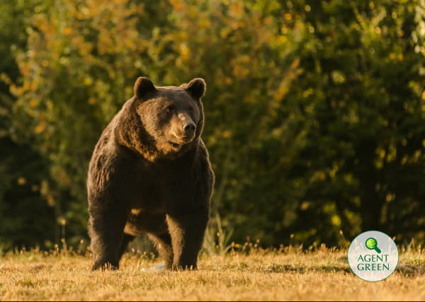 Принца Лихтенштейна обвинили в убийстве крупнейшего медведя в ЕС