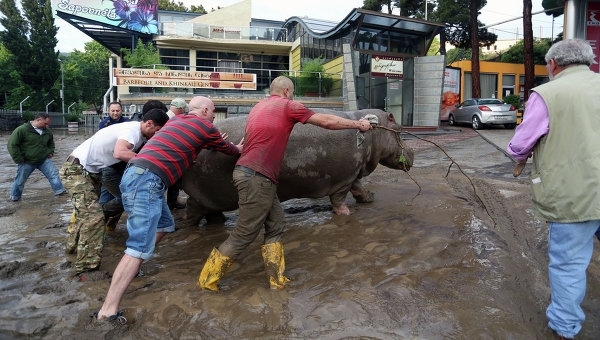 В Тбилиси из-за наводнения погибли более 300 животных из зоопарка