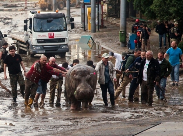 Грузинський зоопарк відмовився від допомоги московських колег