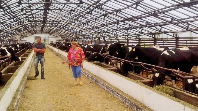 Мінагрополітики пропонує направляти 30% акумульованих коштів ПДВ на тваринництво