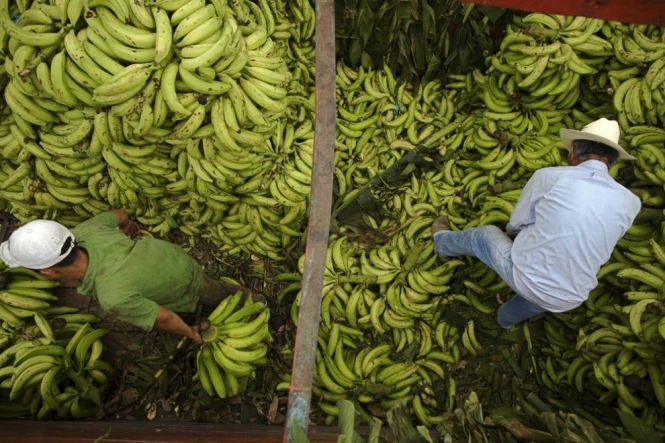 В Україну почали завозити вдвічі більше бананів
