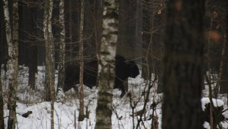 На Львовщине браконьеры застрелили зубра, который занесен в Красную книгу Украины