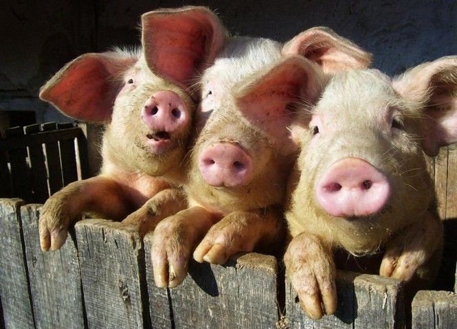 На Київщині виявили чуму свиней