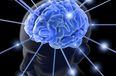 Вчені пояснили зменшення мозку сучасної людини