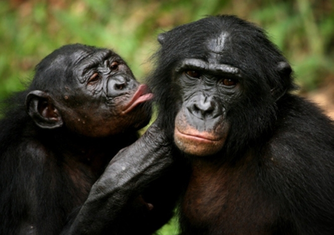 В зоопарке Белфаста шимпанзе сбежали из вольера с помощью сломанной ветки