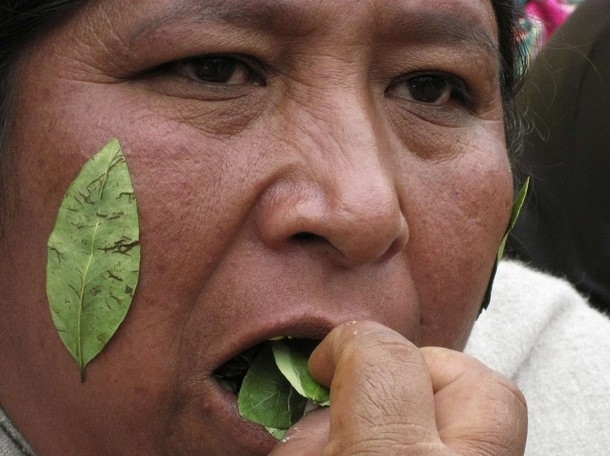 ООН дозволила болівійцям жувати листя коки