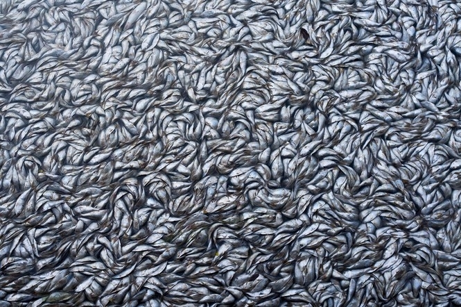 Массовый мор рыбы зафиксировано в Николаевской области