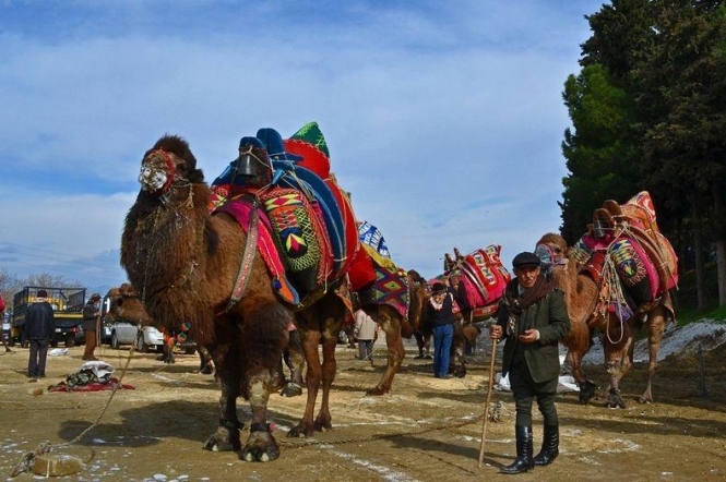 Боротьба верблюдів в Туреччині: розвага з тисячолітньою історією