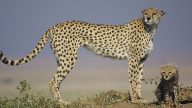 Гепарды на грани вымирания: в мире осталось около 7,1 тыс. животных, - ученые