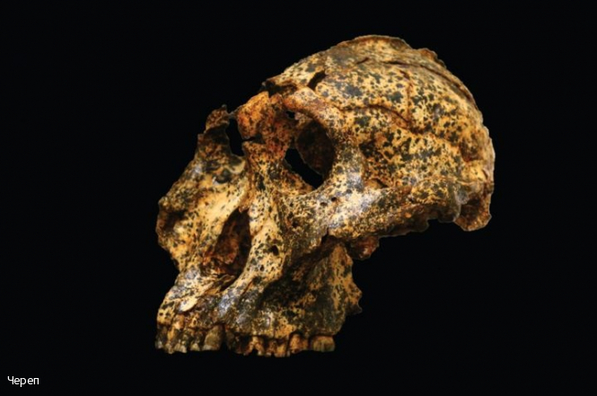 Археологи знайшли череп предка людини, якому понад 2 млн років. У нього був маленький мозок і великі зуби