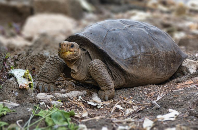 В 2019 году на Галапагосах нашли черепаху